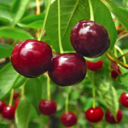 Brighter Blooms - Stella Cherry Tree, 5-6 ft. - No Shipping to AZ, CA, CO, ID, OR, WA