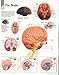 The Brain chart: Laminated Wall Chart