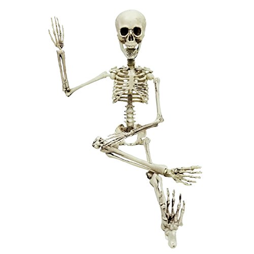 Colonel Pickles Novelties Poseable Skeleton Figure 19 Inch for Model Or Halloween Decoration - Multiple Custom Pose Positions