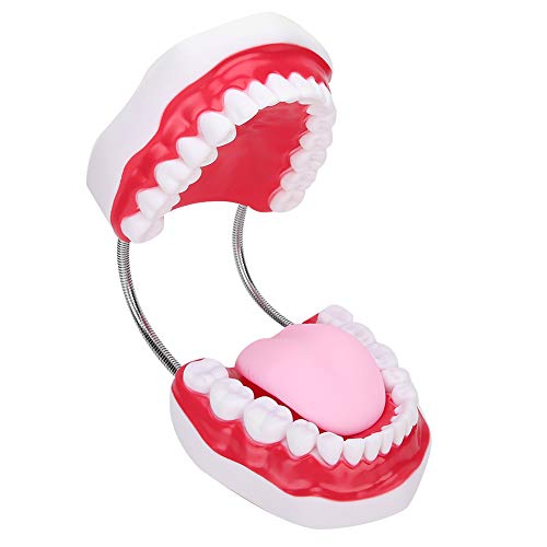 NSXAYIWE Zahnärztliches Demonstrationszahnmodell, Zahnmodelle aus PVC-Material, Zahnzahnmodell, Zahnform, Kompatibel Für Krankenhauskindergärten
