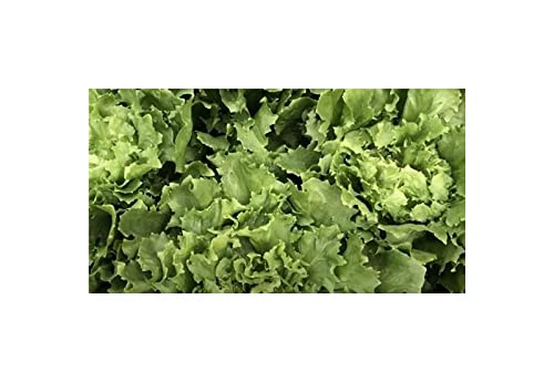 Pcs - 750x Endive Wide Leaf Vollherz Winter Cichorium Endivia Plants - Seeds K541 & Plants Shop by Ipsa