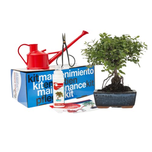 Verdecora Lote de iniciacion Bonsai 5 años + Plato cerámica + Kit de mantenimiento | En maceta de cerámica de 15x10x5cm (Lote de Iniciacion)