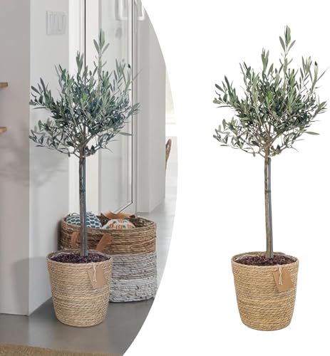 Happy Plants Olea Europaea Olivenbaum I 75 cm x ⌀17 cm, Oliven Baum Winterhart klein Pflanze Zimmerpflanze Balkonpflanzen Bonsai, Olive Tree Mediterran, frisch aus unserer Gärtnerei (mit Topf)