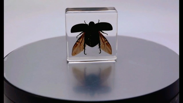 Image of 38mm Real Green Chafer Beetle w /Open Wings in Crystal Clear Lucite Resin Crafts Specimen Preserved Various Animal Insect Bug Taxidermy Collection for Biology Science Education & Desk Ornament Display