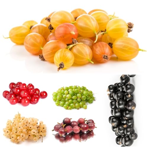 grosella espinosa semillas de grosella espinosa - grosella espinosa - resistentes al aire libre verdes, interior, 200pcs