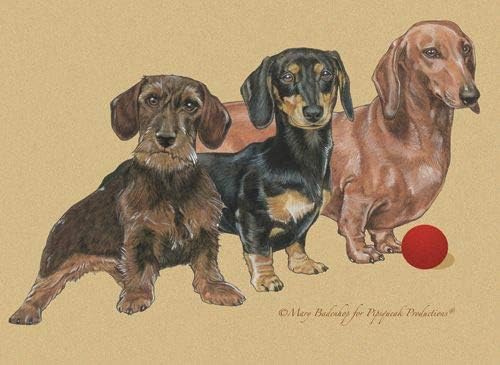 Dachshund Blank Note Cards Boxed
