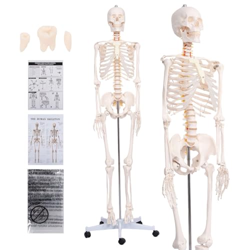 70.8 Inch Skeleton with Nervous System