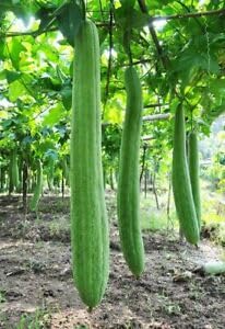 Luffa Cylindrica Vegetable Sponge 12 Seeds