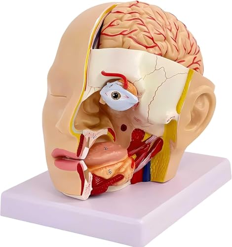 Modèle d'anatomie du cerveau humain 3D avec repères numériques