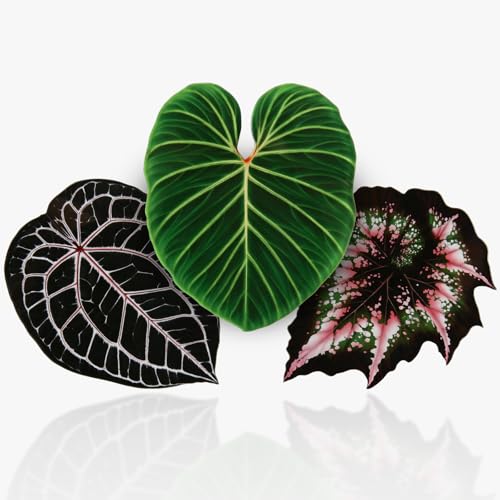 Set de 3 Imanes Decorativos en Forma de Hoja miniatura 1
