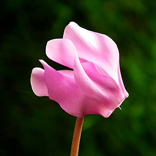 #002 Alpenveilchen wieder zum Bl&uuml;hen bringen