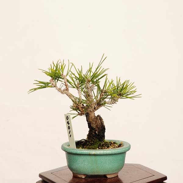 Amazon.co.jp: 遊恵盆栽：錦松* 現品 一点物 にしきまつ ニシキマツ