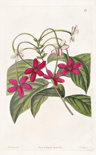 Quisqualis sinensis - China / flowers Blume flower Botanik botany botanical