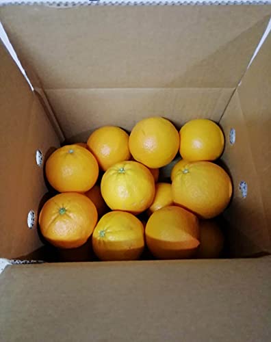 ARANCE CALABRESI - 4,5 KG - CALIBRO MISTO - Sapore dolce - Non trattate e garantite buccia edibile - Giardino Digitale - Prodotte in Calabria a Corigliano Calabro- ITALIA (4.5)