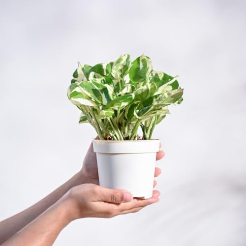 Image of Ugaoo Combo of 4 Live Indoor Plants with ibiza Pots (mocca) - Jade, Syngonium White Butterfly, Money Plant N Joy, Syngonium Pink Neon | Perfect for Home Decor & Office