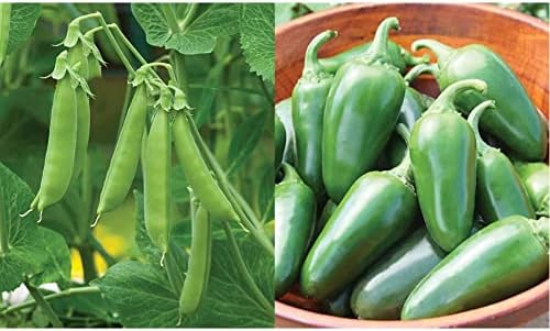 Burpee Sugar Snap Pea Seeds 300 Seeds & Jalapeno Early Organic Hot Pepper Seeds | 125 Non-GMO Jalapeno Pepper Garden Seeds | Heirloom Jalapeno Pepper Variety | Certified Organic Vegetable Seeds
