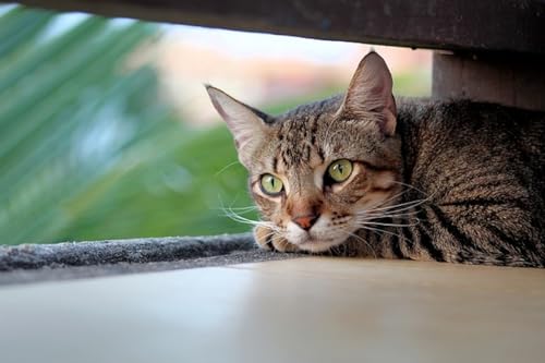 01 Arranhador de Gato com Carpete Autoadesivo (CINZA CLARO)