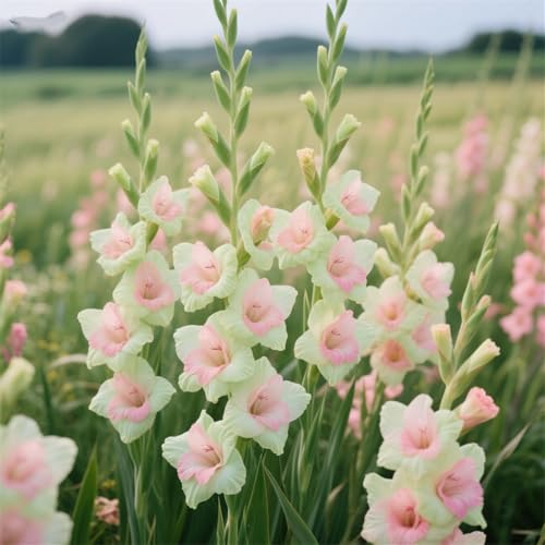 Perennial Gladiolus Bulbs UK-Gladioli Flowers,Cut Flowers,We