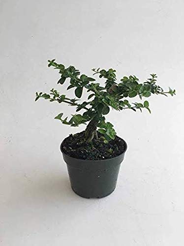 Green Paradise® Live Agnimantha Premna Integrifolia herbal plant (B07SQLWM2Q) Amazon Price History, Amazon Price Tracker