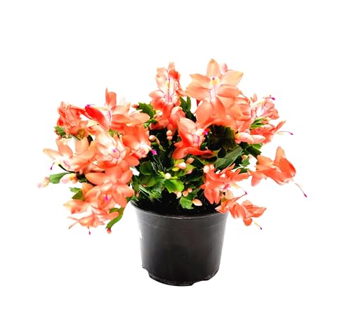 Wonderland Flora Thanksgiving Cactus, Coral Seasonal Blooms, Live Indoor Plant,