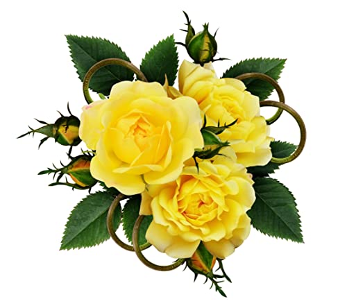 Rose Plants, Floribunda 'Mountbatten', 1 x Full Plant in 5 Litre Pot, Yellow Rose, Garden Flowers, Roses, Garden Ready and Ready to Plant, Premium Quality Roses