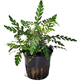 PlantasAcuario Planta acuática HYGROPHILA PINNATIFIDA Planta de Acuario Viva y Natural para acuarios plantados en Maceta de 5cm