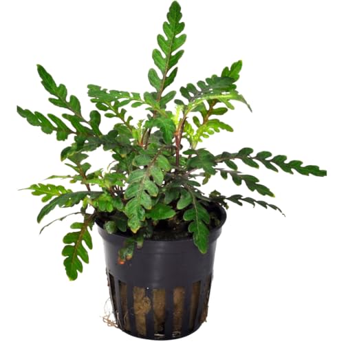 PlantasAcuario Planta acuática HYGROPHILA PINNATIFIDA Planta de Acuario Viva y Natural para acuarios plantados en Maceta de 5cm