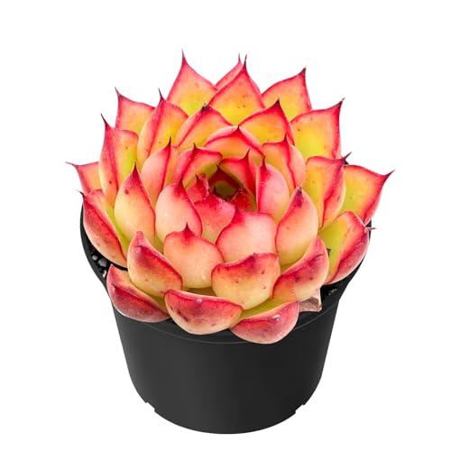 Sprout N Green Echeveria Firefly, Live Rare Succulent Potted 2'...