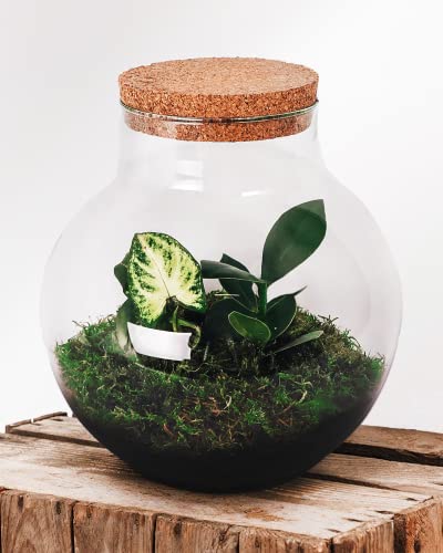 Foto von Botanicly Flaschengarten Set - Ökosystem im Glas: Pflanzen Terrarium - Bolder – Botanic Mix Höhe: 30cm Breite 18cm