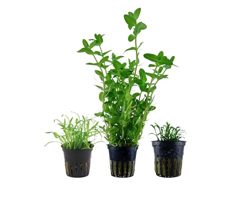 Garnelio Aquarium Pflanzen - 3X Wasserpflanzen - Aquarienpflanzen für Anfänger - Lilaeopsis Bacopa Cryptocoryne - Set mit 3 Aquariumpflanzen