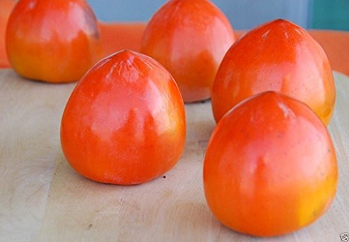 Japanese Persimmon,(25 Seed ) Asian Persimmons(Diospyros kaki-Fuyu) Tree Shrub - Thumbnail 4