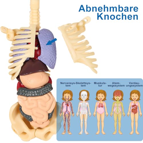 Tyafzzn Anatomie Modell Kinder, Anatomie Figur，Menschlicher Körper Modell für Kinder, Vorschule Ausbildung für Kinder, Menschliches Skelett mit Muskeln, Modell für Anatomie