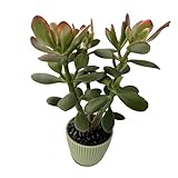 Golden Jade with Green Stripe Pot, Live Crassula Ovata 'Hummel Sunset' Succulent, Rare Cute Plant, Home Office Décor