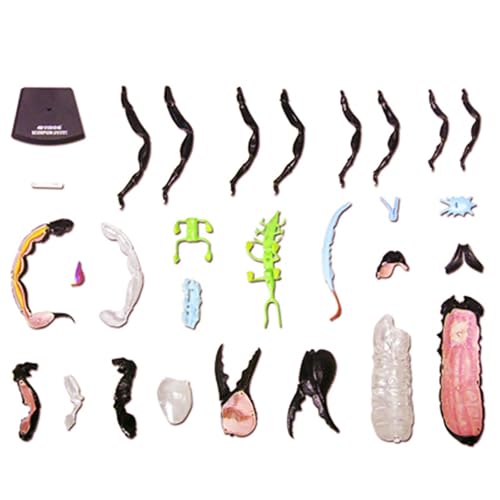 Modèle anatomique Scorpion 4D AMITD avec 29 pièces éducatives détachables - 8