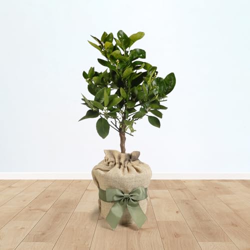 YouGarden Citrus Blood Orange Fruit Tree, Established Plant in a 4 Litre Pot, Roughly 80cm Tall, Ready to Plant, Gift Wrapped in Brown Hessian Bag with Green Fabric Bow