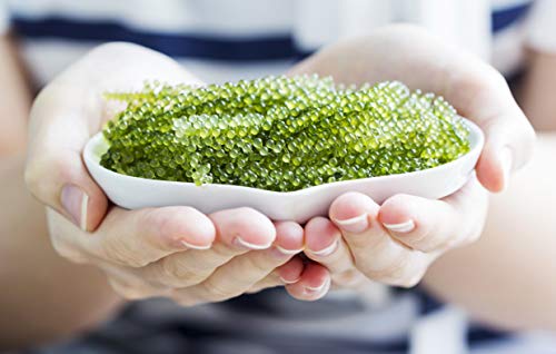 Organic Japanese Sea Grapes - The Original Umibudo Green Caviar from Japan - Delicacy Seaweed - Dehydrated Lato Seaweed in Saltwater - Net weight: 3.5oz, makes 1 pound once soaked