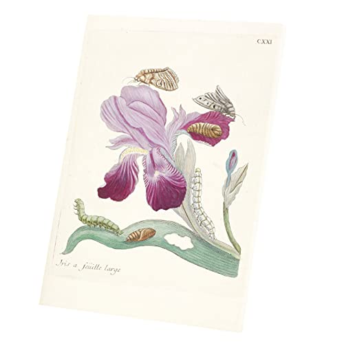 Toile Imprimée Iris et Papillons : Une Esthétique Botanique Vintage