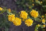 Kerria japonica 'Pleniflora' 40-60 cm - Ranunkelstrauch, gefüllte gelbe Blüten, Blütezeit April-Mai, ideal für Hecken, pflegeleicht und winterhart