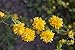 Kerria japonica 'Pleniflora' 40-60 cm - Ranunkelstrauch, gefüllte gelbe Blüten, Blütezeit April-Mai, ideal für Hecken, pflegeleicht und winterhart