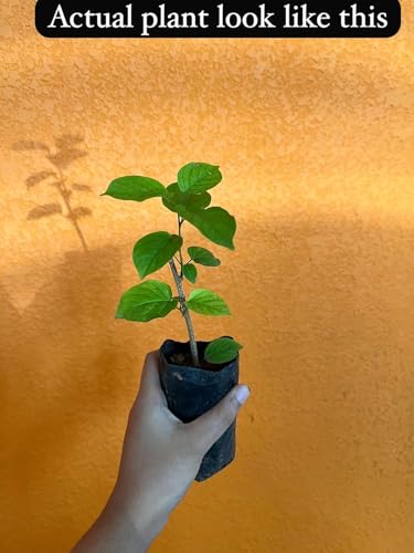 Image of LIVE PLANTS (SMALL, MANIMULLA)