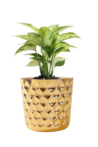 Image of Modern Decorative Gold Planter with Textured Hexagon Pattern Indoor Plant Pot Tabletop Plant Pot for Living Room for Home Decor (5 inch, Gold)