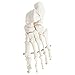 Axis Scientific Skeletal Foot | Right | Fully Articulated Flexible Foot Skeleton is Secured with Quality Wire to Demonstrate Movement | Includes Product Manual