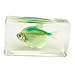 Green Skirt Tetra Fish Paperweight (2.9x1.6x1")