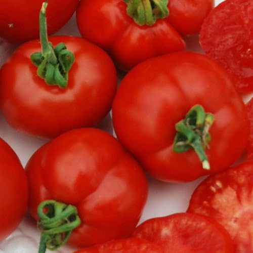 Plant World Seeds - Tomato Stupice Seeds (Tomato Seeds)