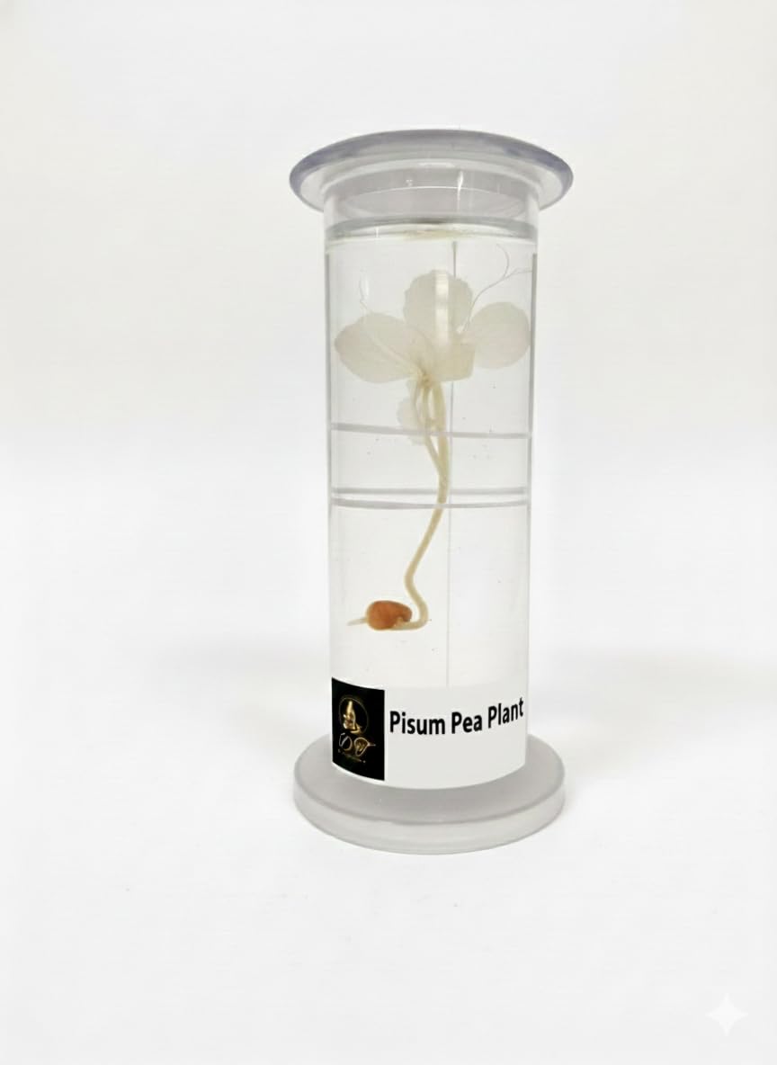 DT Science House Educational Preserved Pisum Pea Plant Specimen in Clear Cylindrical Container, for Botany Study and Laboratory-image-27