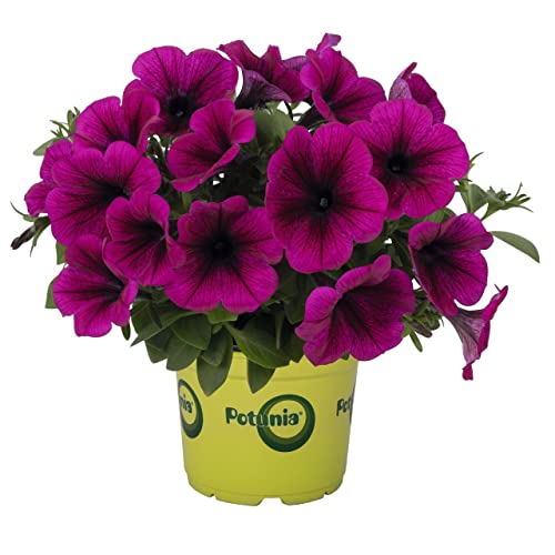Petunia Natural de Exterior Planta Perenne -Flores de Color