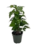 Arabica Coffee Bean Plant - 4" Pot - Grow & Brew Your Own Coffee Beans