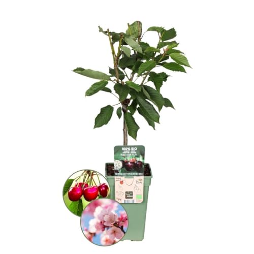 Plants by Frank | Cerisier biologique | 1 x Prunus Avium | 20 cm Ø | 60 cm ↨ | Arbre fruitier | Fruits bio | Plantes fruitières | Arbres fruitiers | Plantes de jardin