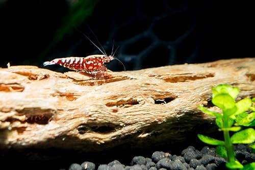 Image of Awesome Aquatic XL Cholla Wood Tubes, Teddy Cane, 12 inch x up to 2 inch | XL Hideouts • Hollow tubes • Natural biofilm surface • Secure hideouts • Shrimp plecos hermit crabs reptiles • Natural decor
