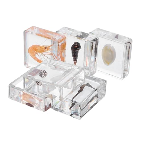 Happyyami 6個海洋生物標点 樹脂保存された海洋動物ペーパーウェイト 貝殻とエビのリアル模型 小学生理科実験用 教育用教材 科学授業補助教材